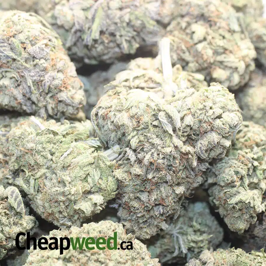 C GOLD DOD 1 I Columbian Gold - *Deal of the Day*