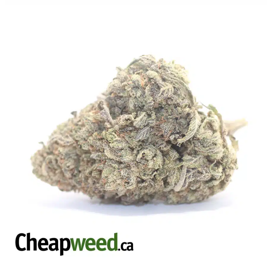 Columbian Gold - *Deal of the Day*