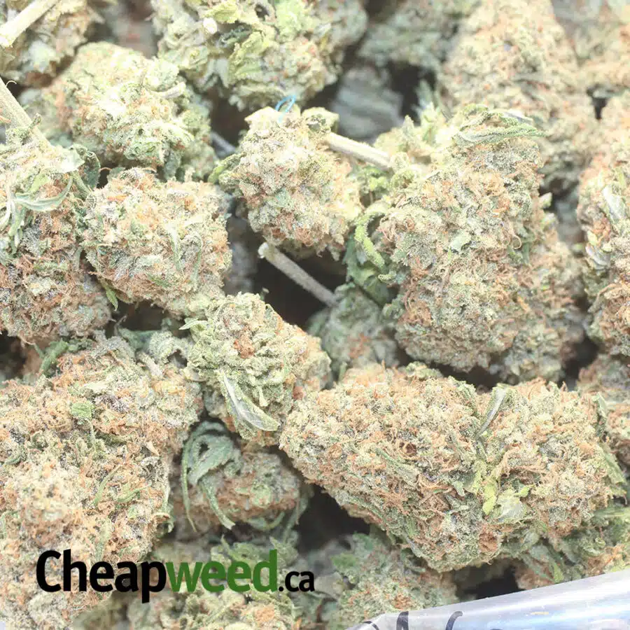 CHOCOLOPE 1 I $ 69 Oz - Chocolope