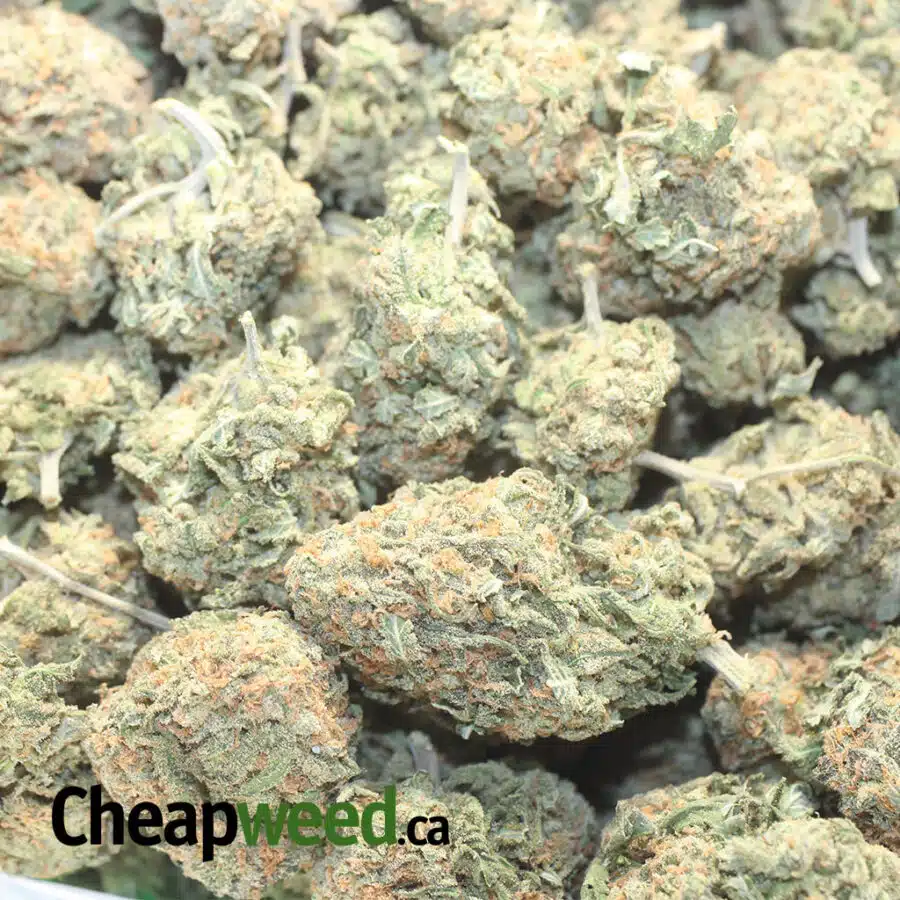 G COOKIES 1 I Grape Cookies