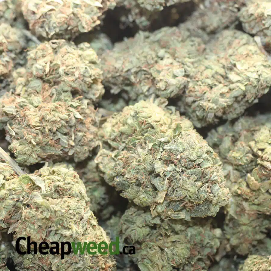 G13 I Gelato Grape
