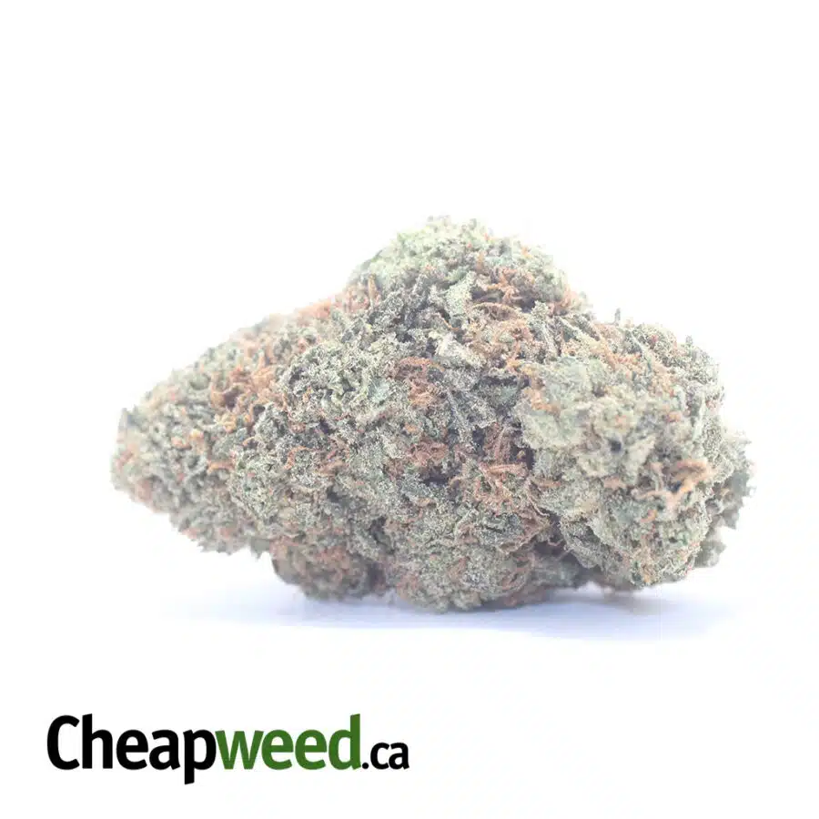 Gelato Grape