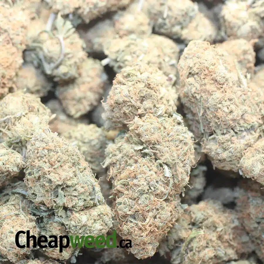 ISS DOD 1 I Island Sweet Skunk - *Deal Of The Day*