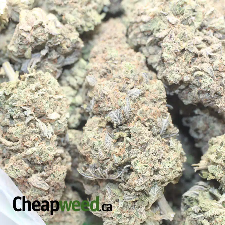 JUNGLE B DDO 1 I Jungle Breath - *Deal Of The Day*