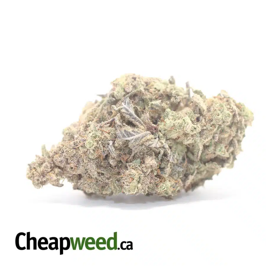 Jungle Breath - *Deal Of The Day*