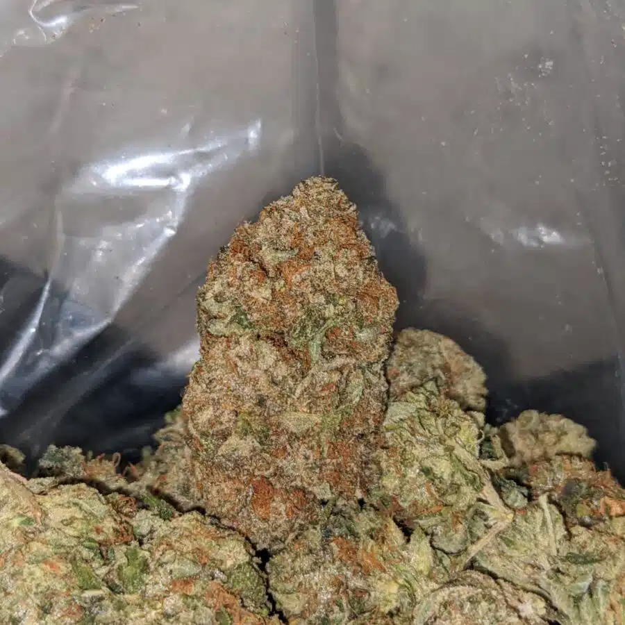 JUNGLE BREATH 3 I Jungle Breath