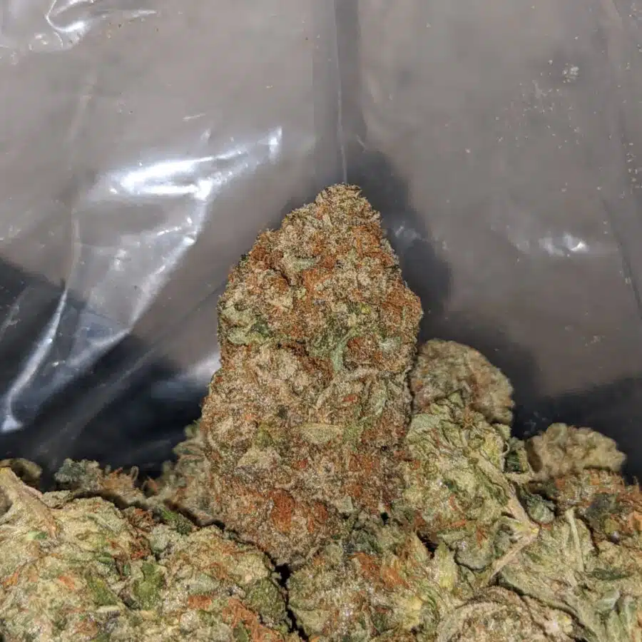 JUNGLE BREATH 4 I Jungle Breath