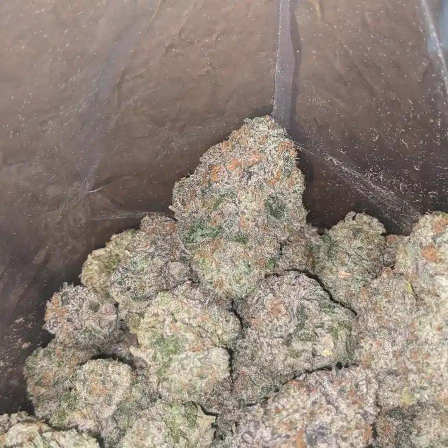 Orange Creamsicle 3 I Orange Creamsicle
