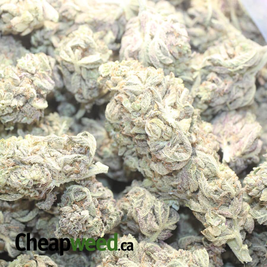 P BUDDHA I Purple Buddha