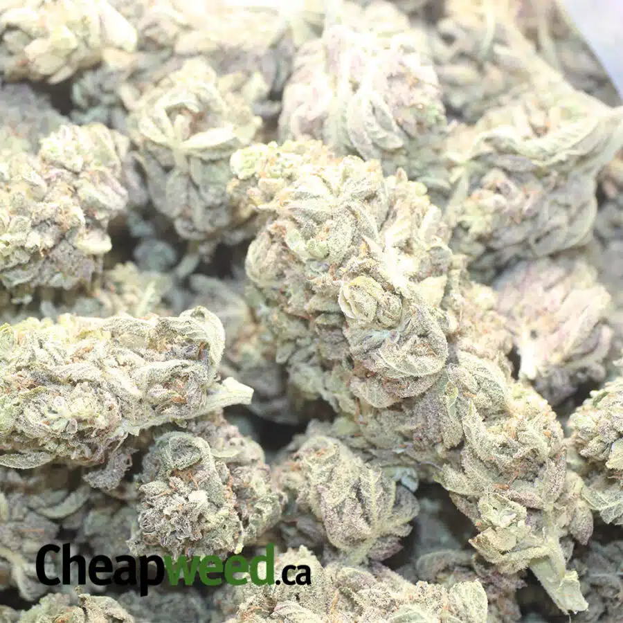 P BUDDHA I Purple Buddha