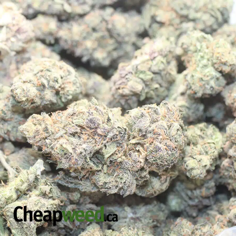 P JETFUEL 1 I Purple Jetfuel