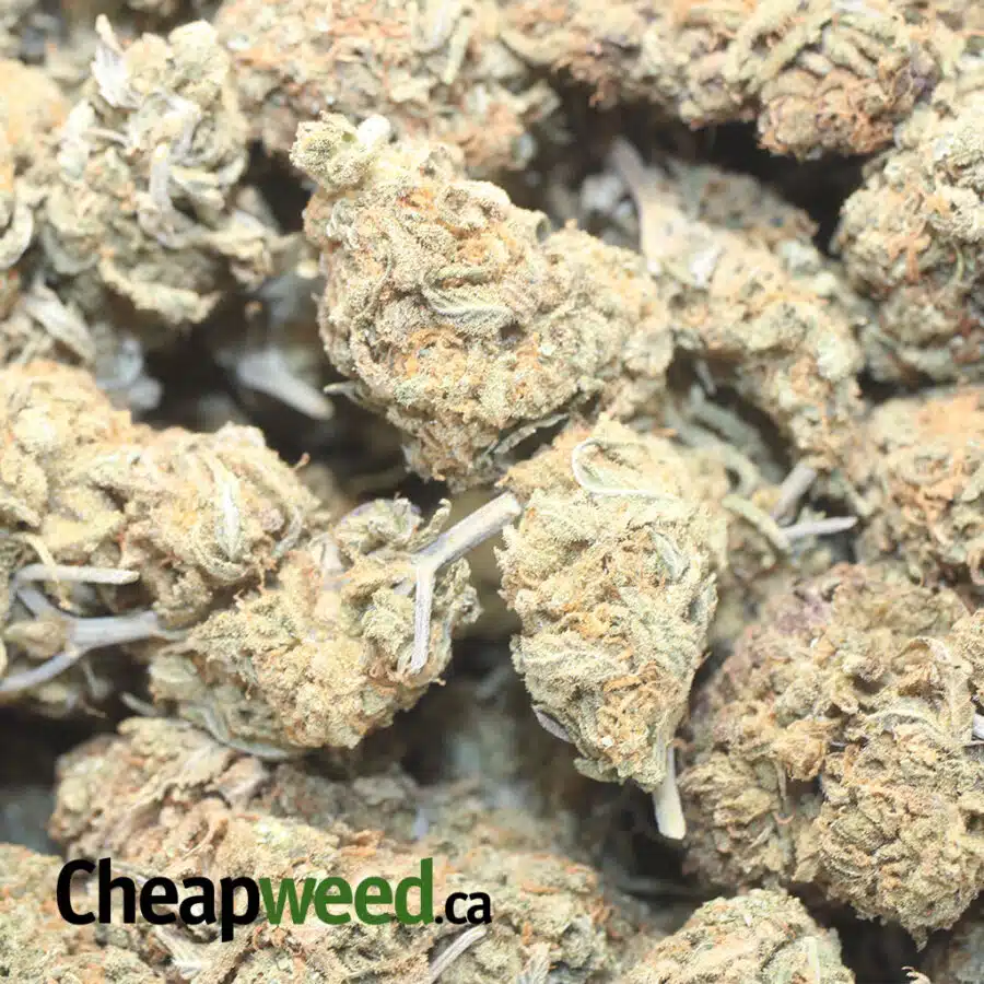 PINEAPPLE DOD 1 I Pineapple - *Deal of the Day*