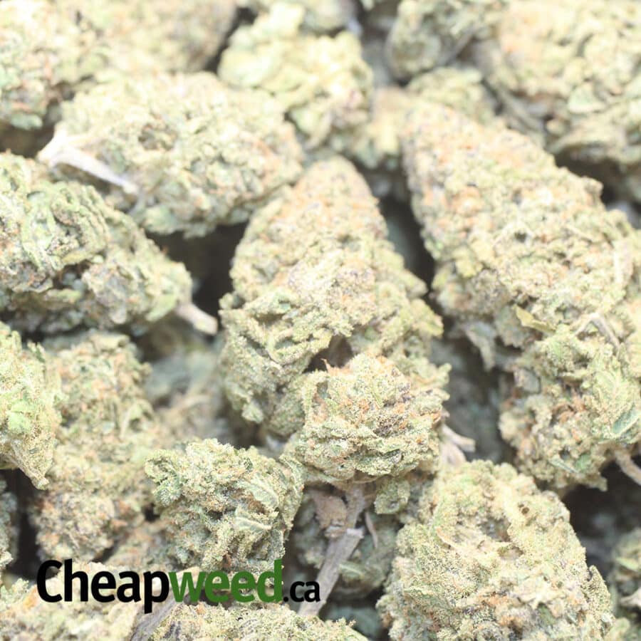 PURPLE RHINO 1 I Purple Rhino