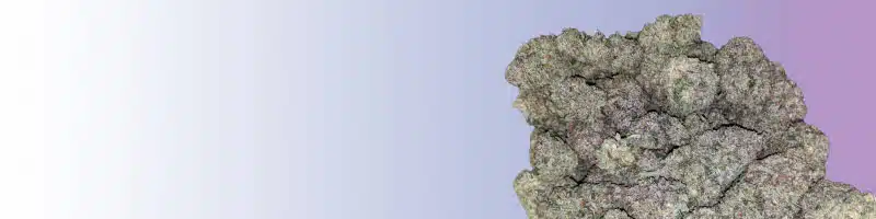 Top Shelf Weed