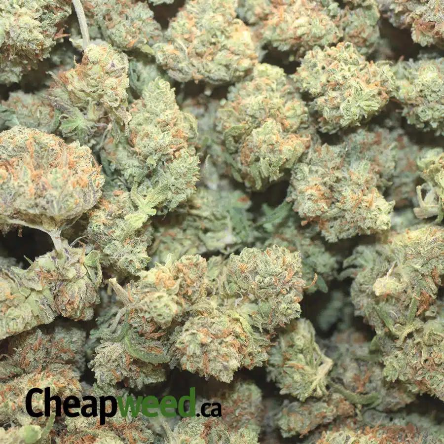 REDBERRY DOD 1 I Red Berry - *Deal Of The Day*