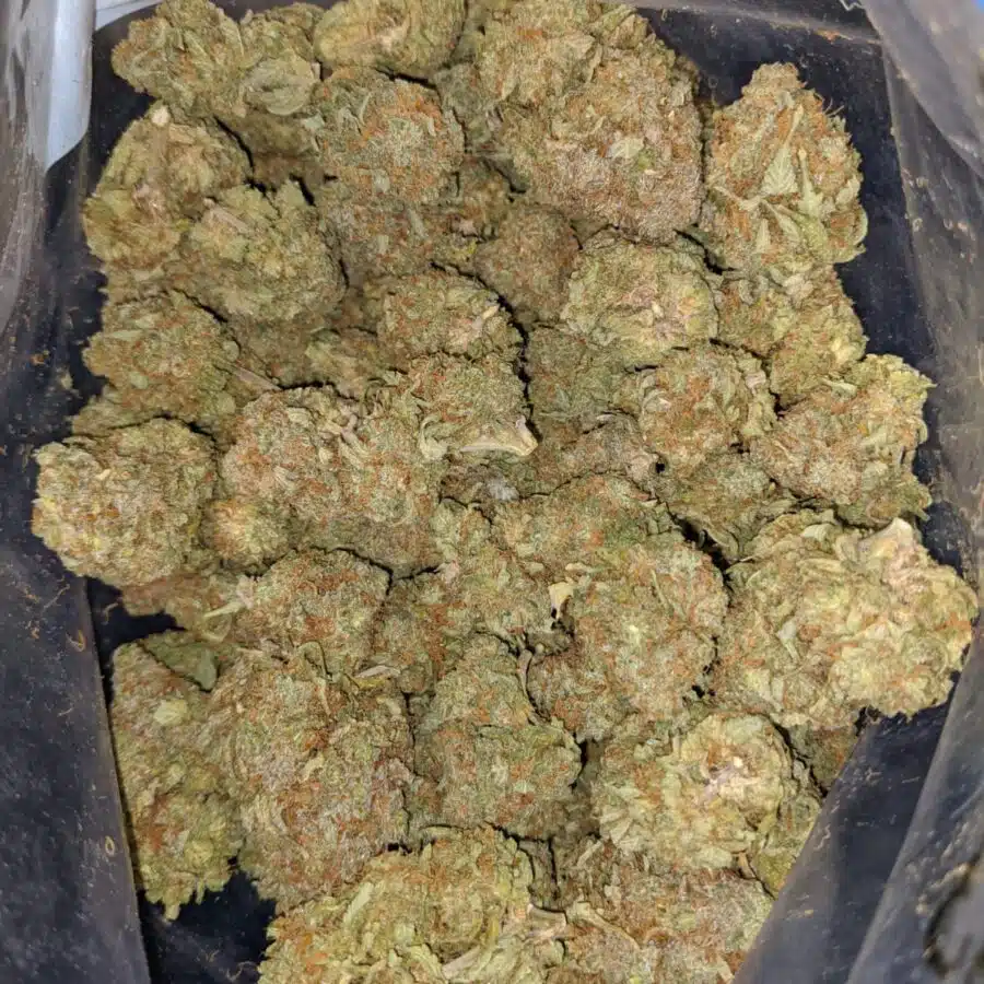 SUPER PINK 2 I $ 68 Oz - Seattle Cough