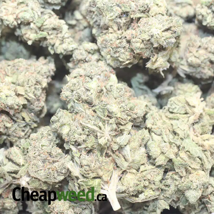 TONY DEATH BUBBA 1 I Tony's Death Bubba #2