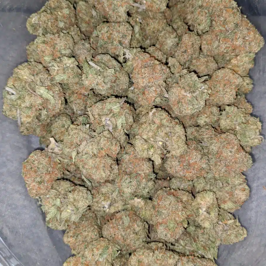 Trunk Funk