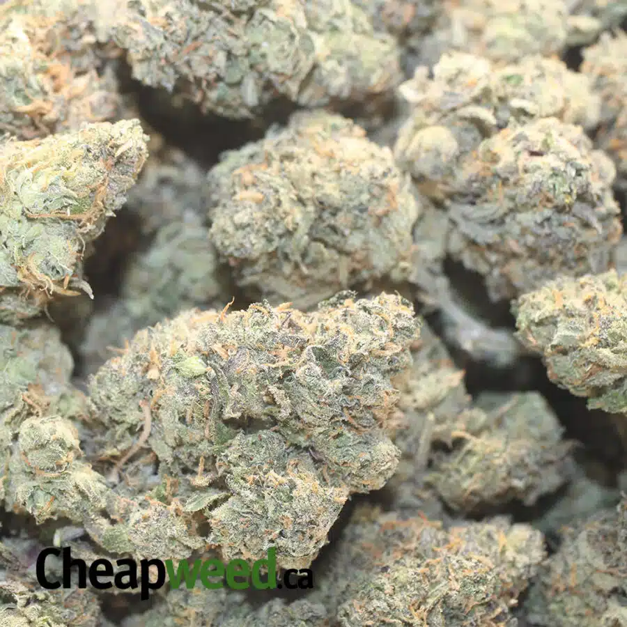 Z X GELATO 1 I Zkittles X Gelato