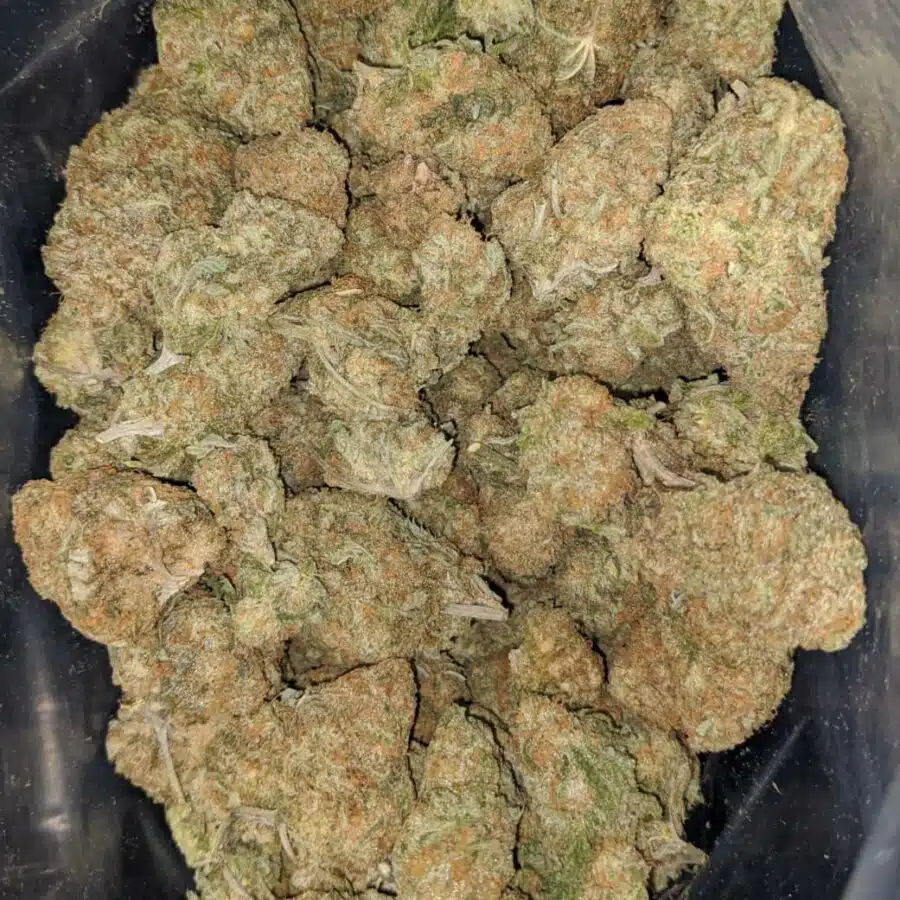 blue hawaiian 1 I $ 66 Oz - Blue Hawaiian