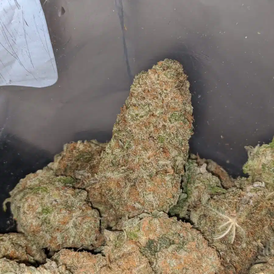 blue hawaiian 3 I $ 66 Oz - Blue Hawaiian