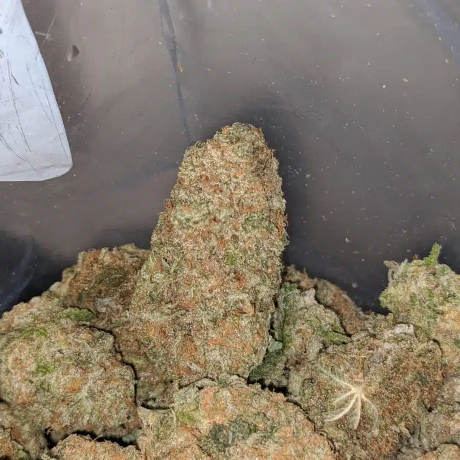 blue hawaiian 4 I $ 66 Oz - Blue Hawaiian