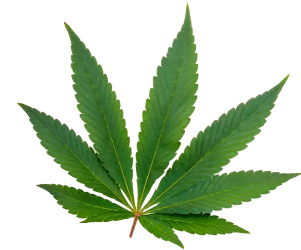 Marijuana Flower