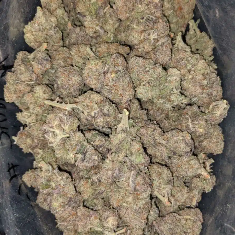 emmas mac 10 deal of the day 1 I Emma's MAC #10