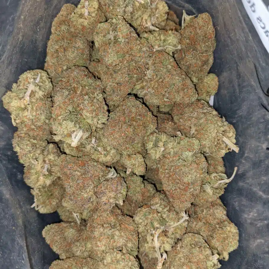 gelato ape 1 I Gelato Grape