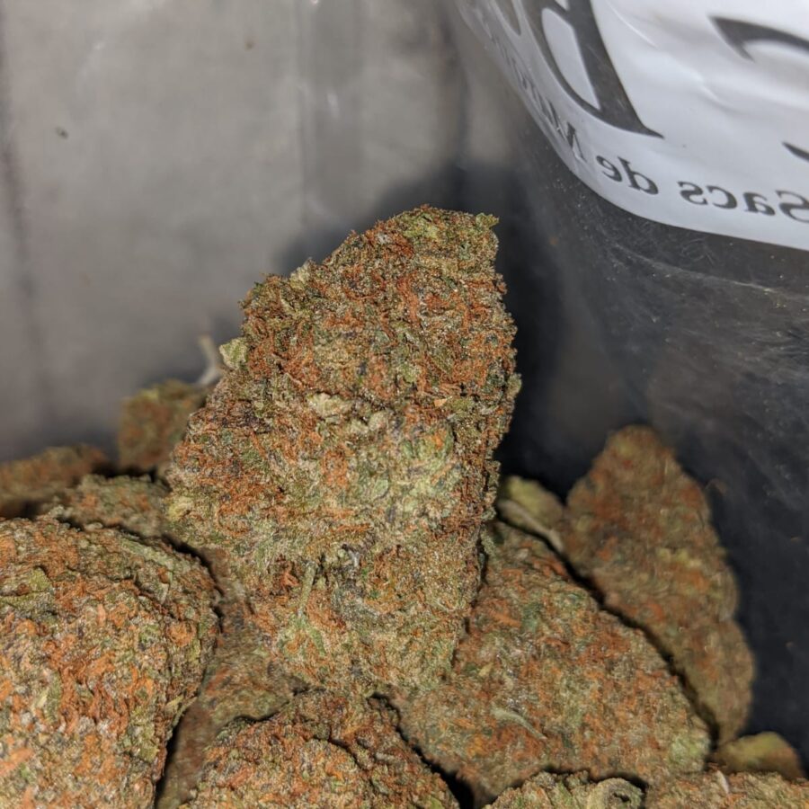 Gelato Grape - Image 5