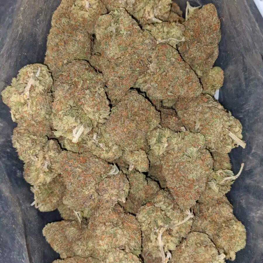 gelato ape 4 I Gelato Grape
