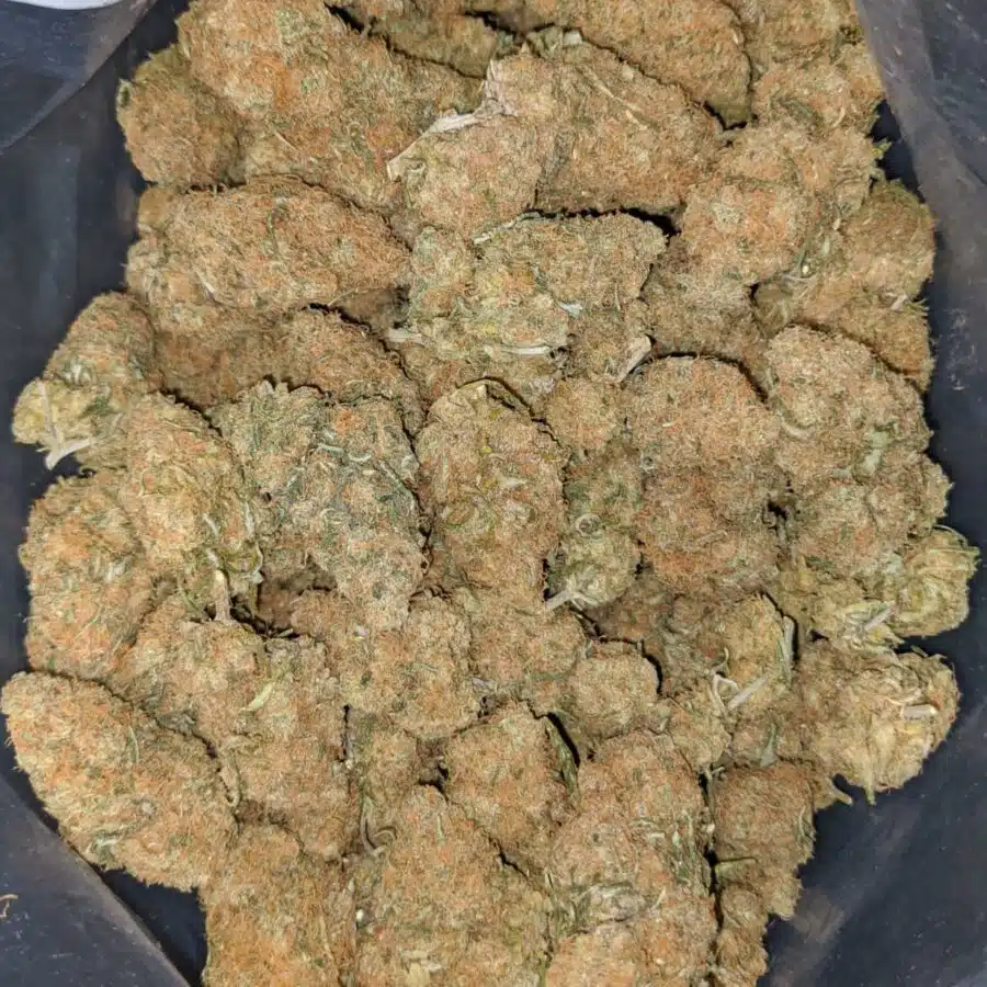 island sweet skunk deal of the day 1 I Island Sweet Skunk - *Deal Of The Day*