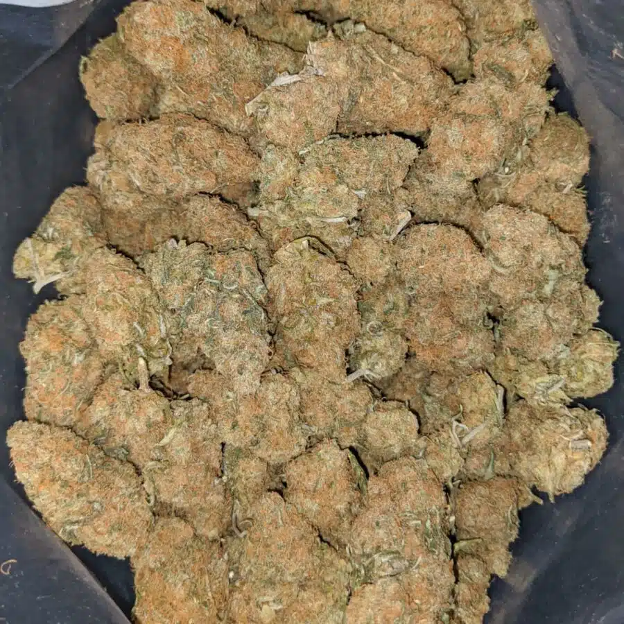 island sweet skunk deal of the day 2 I Island Sweet Skunk - *Deal Of The Day*