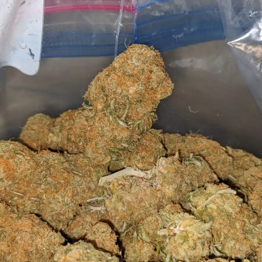 island sweet skunk deal of the day 3 I Island Sweet Skunk - *Deal Of The Day*