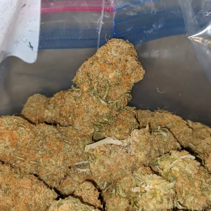 island sweet skunk deal of the day 4 I Island Sweet Skunk - *Deal Of The Day*