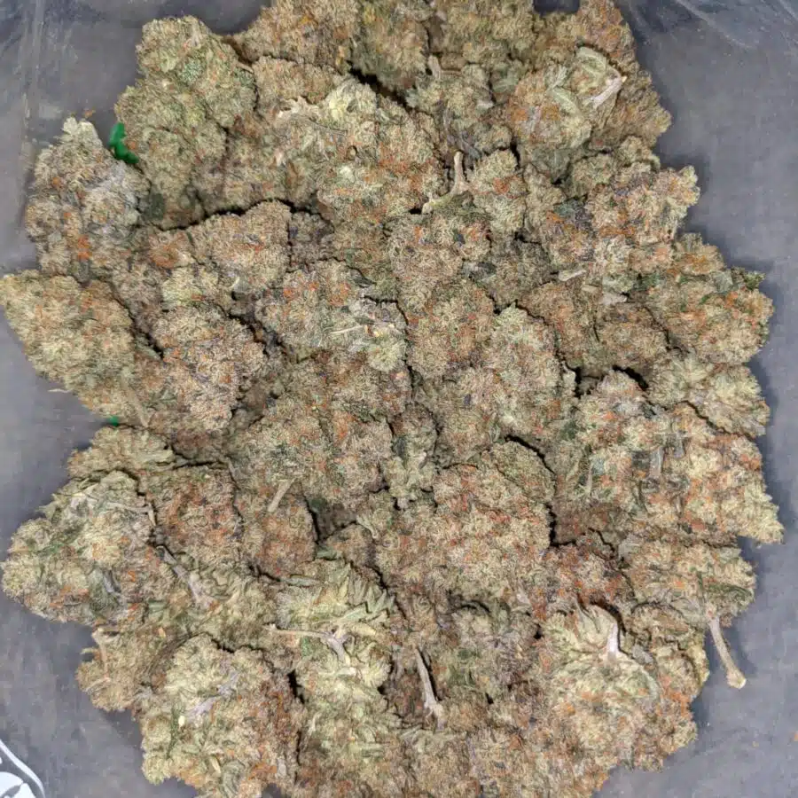jack diesel 1 I Jack Diesel