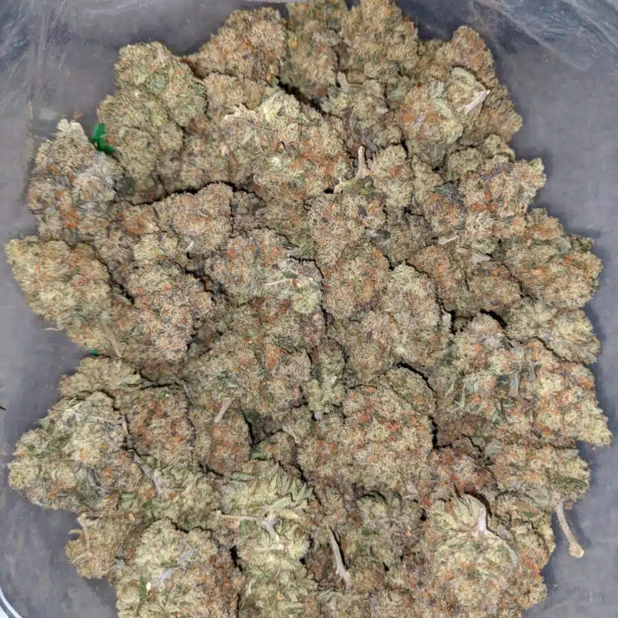 jack diesel 2 I Jack Diesel