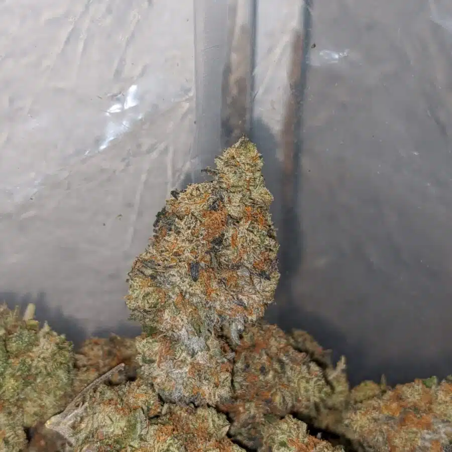 jack diesel 3 I Jack Diesel