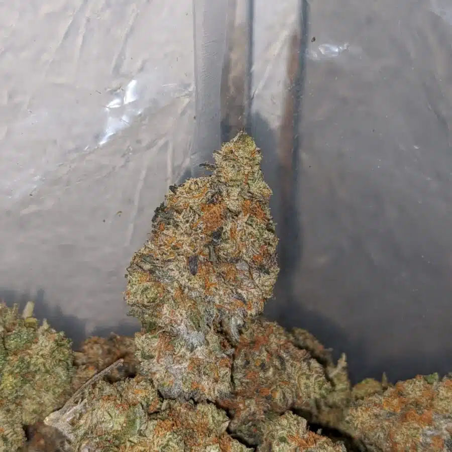jack diesel 4 I Jack Diesel