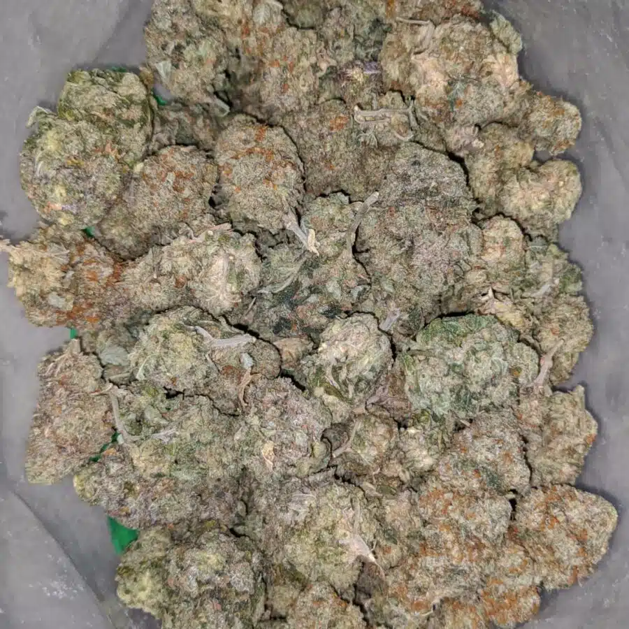 jungle breath deal of the day 1 I Jungle Breath - *Deal Of The Day*