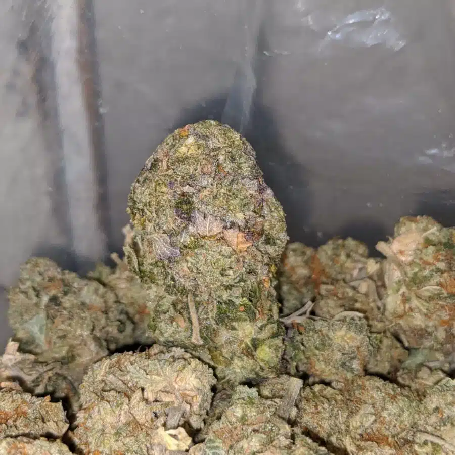 jungle breath deal of the day 3 I Jungle Breath - *Deal Of The Day*