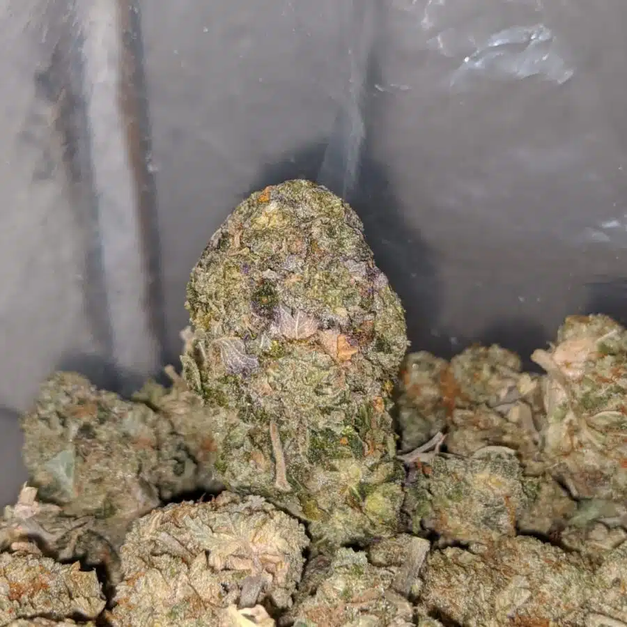 jungle breath deal of the day 4 I Jungle Breath - *Deal Of The Day*