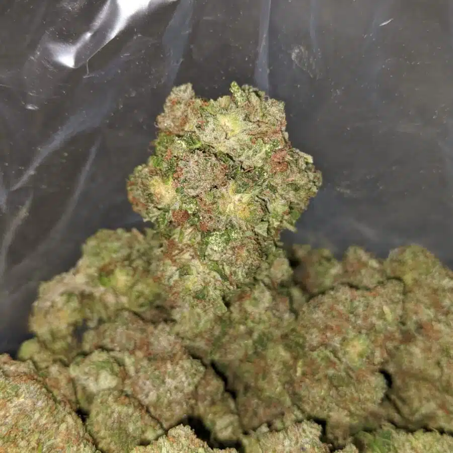 kings kush 1 I Kings Kush