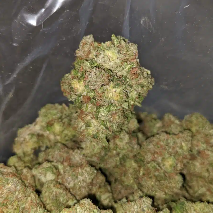 kings kush 2 I Kings Kush
