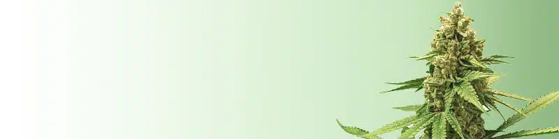 Buy Weed Online