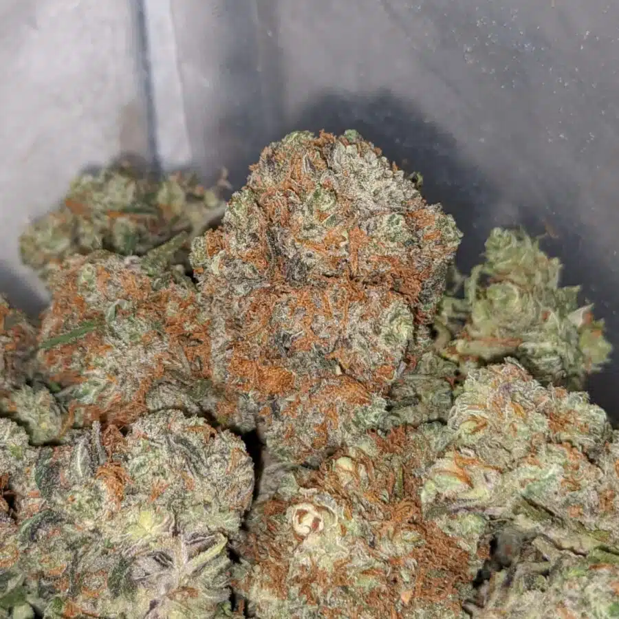 red berry deal of the day 3 I Red Berry - *Deal Of The Day*