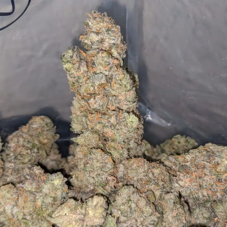 zkittles x gelato 3 I Zkittles X Gelato
