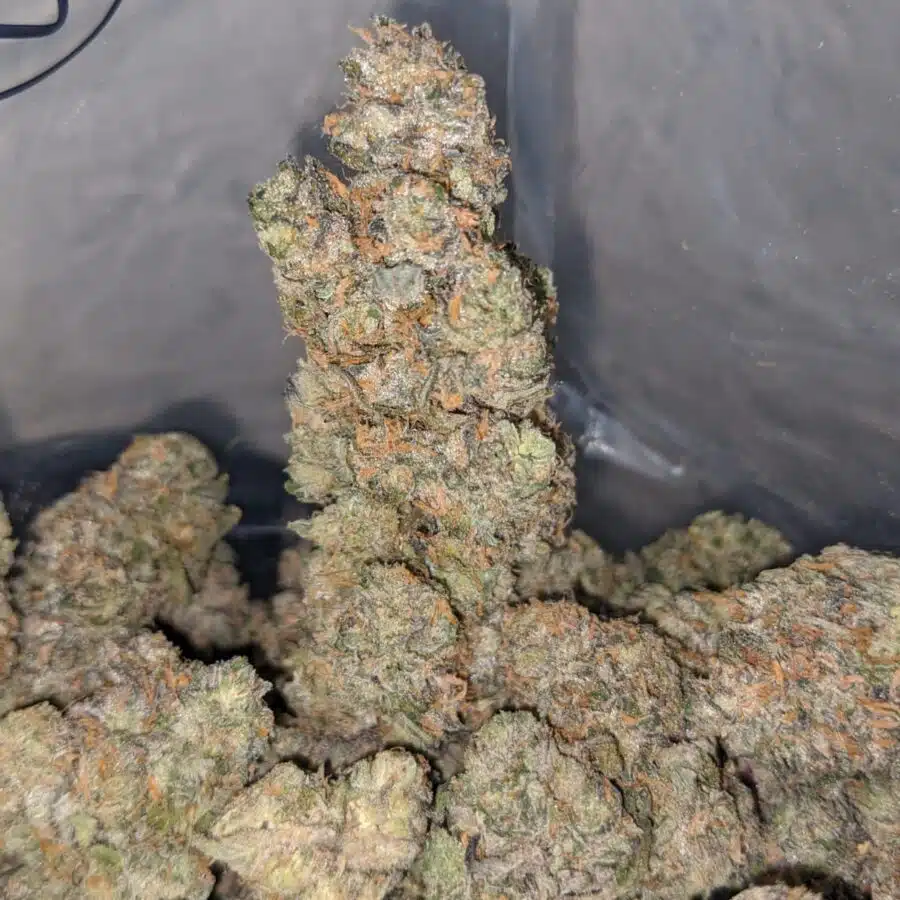 zkittles x gelato 4 I Zkittles X Gelato