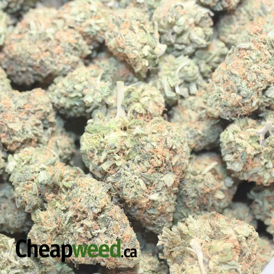 BANANA KUSH 1 I Banana Kush