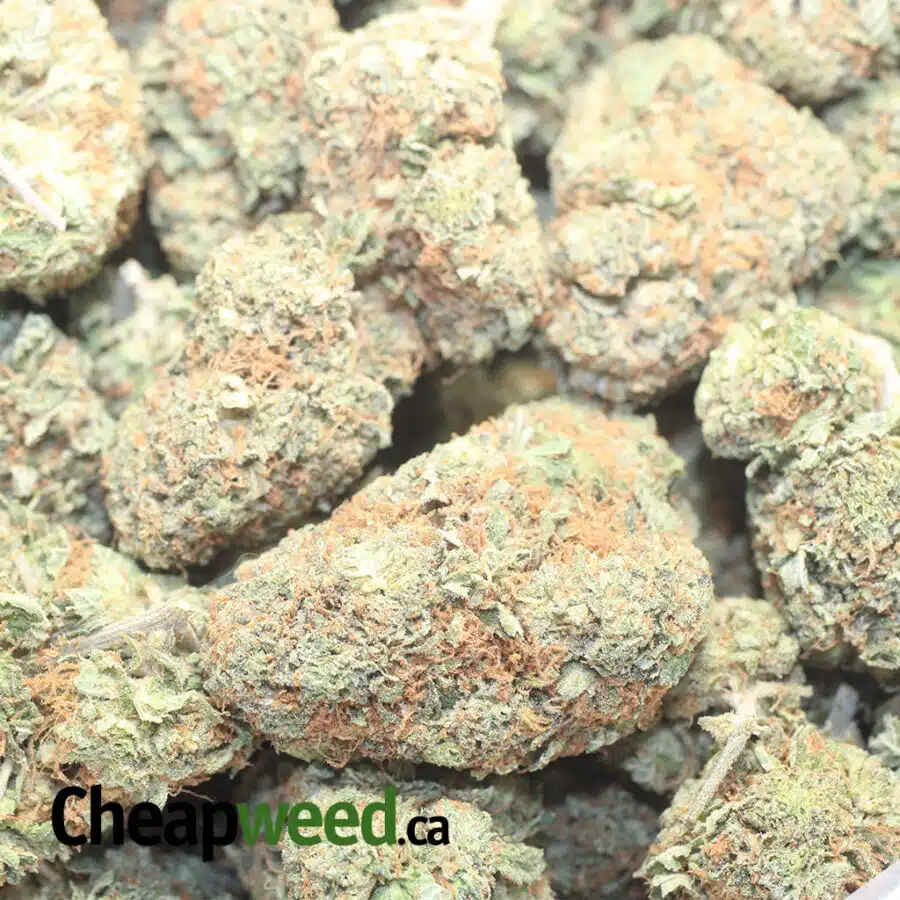 C MONSTER 1 I $64 Oz - Cookie Monster